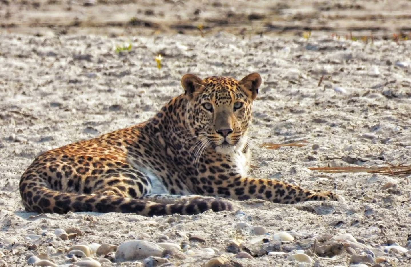 Rajaji National Park wildlife safari