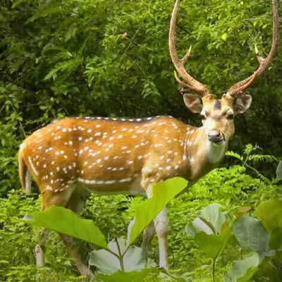 Barasingha