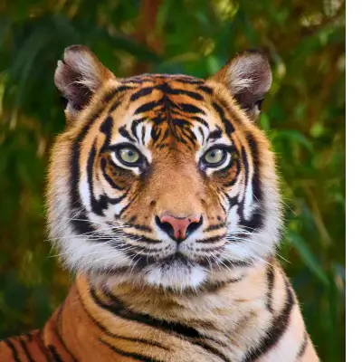 Bengal Tiger