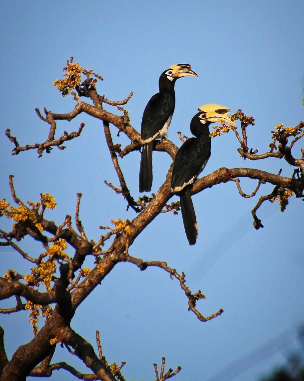 Birding season