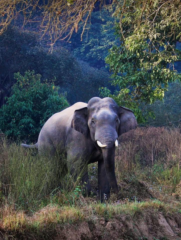 Asian Elephant