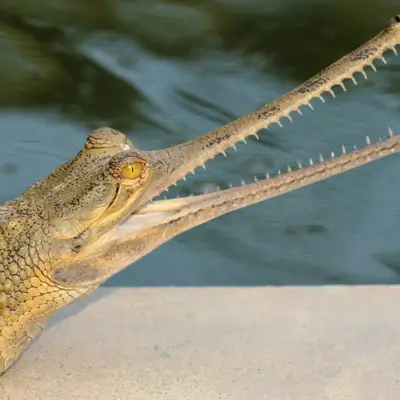 Gharial