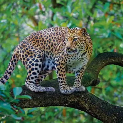 Indian Leopard