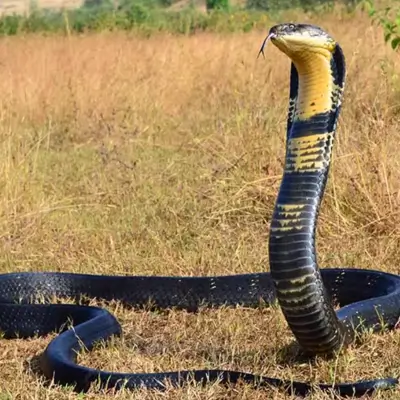 King Cobra