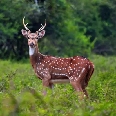 Spotted Deer
